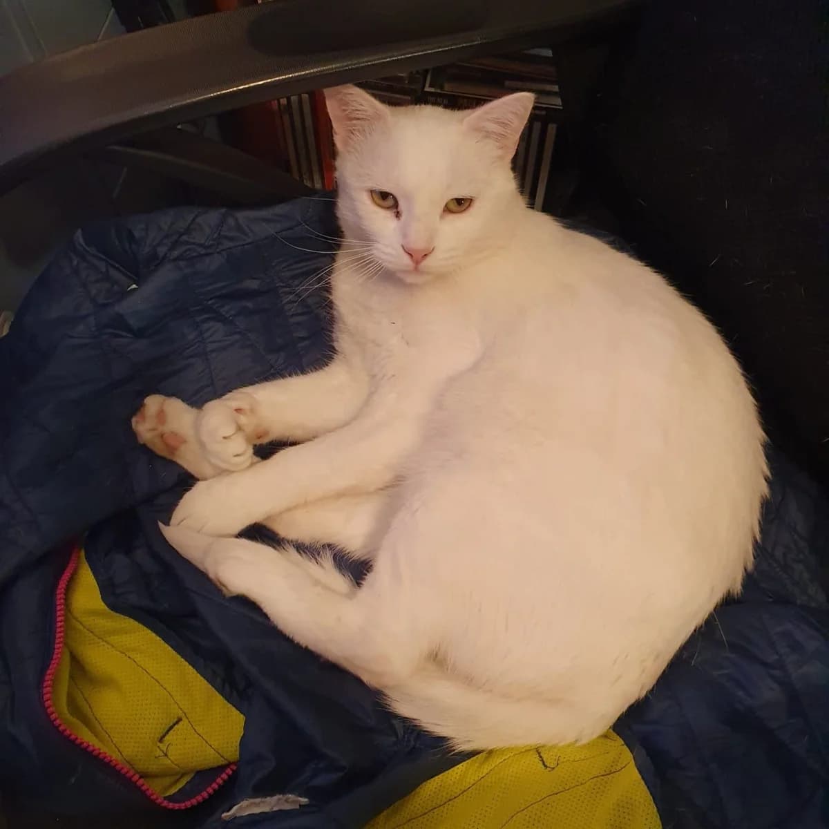 Tom, male Mixed Breed for adoption at Amara