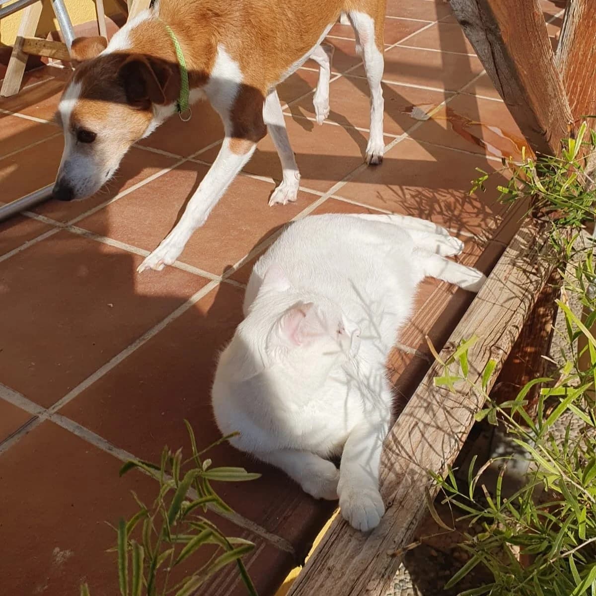 Tom, gato, male European Shorthair for adoption at Amara
