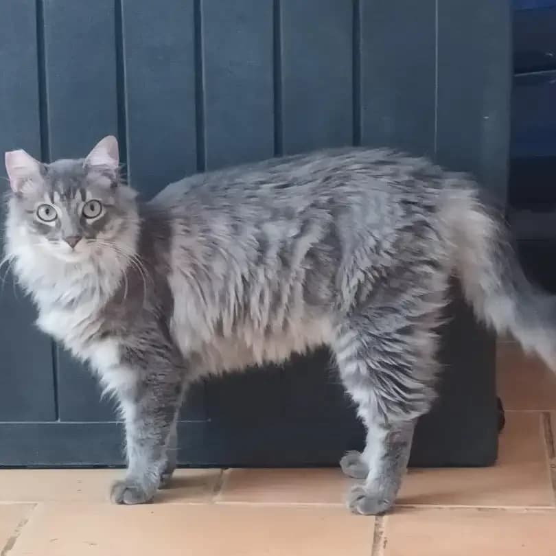 Trudi, una, female European Shorthair for adoption at Amara