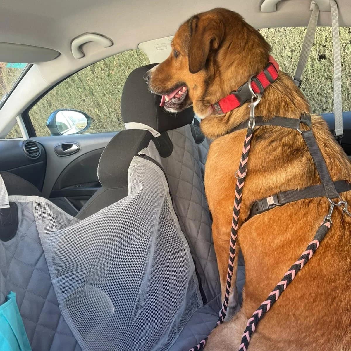 Tuna, female Mixed Breed for adoption at Amara