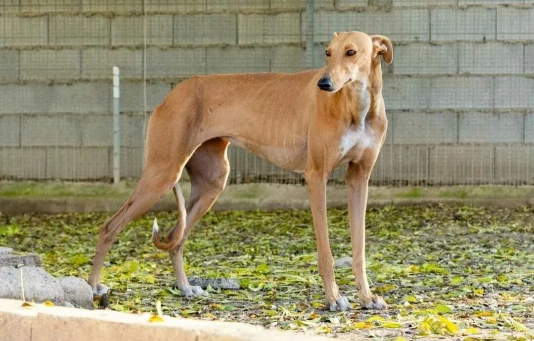 Valeria, perrita, female Mixed Breed for adoption at Amara
