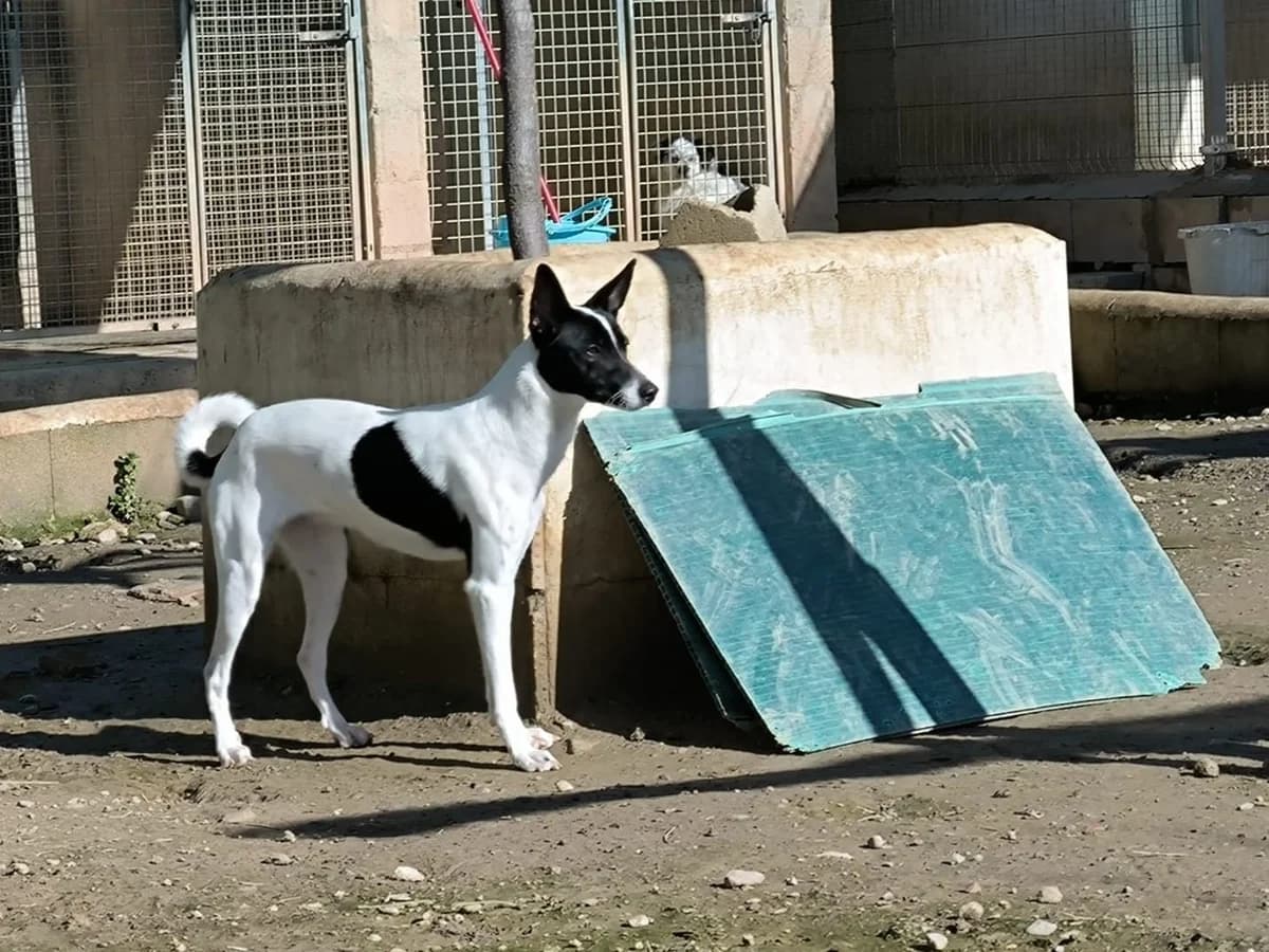 Zoe, female Mixed Breed for adoption at Amara