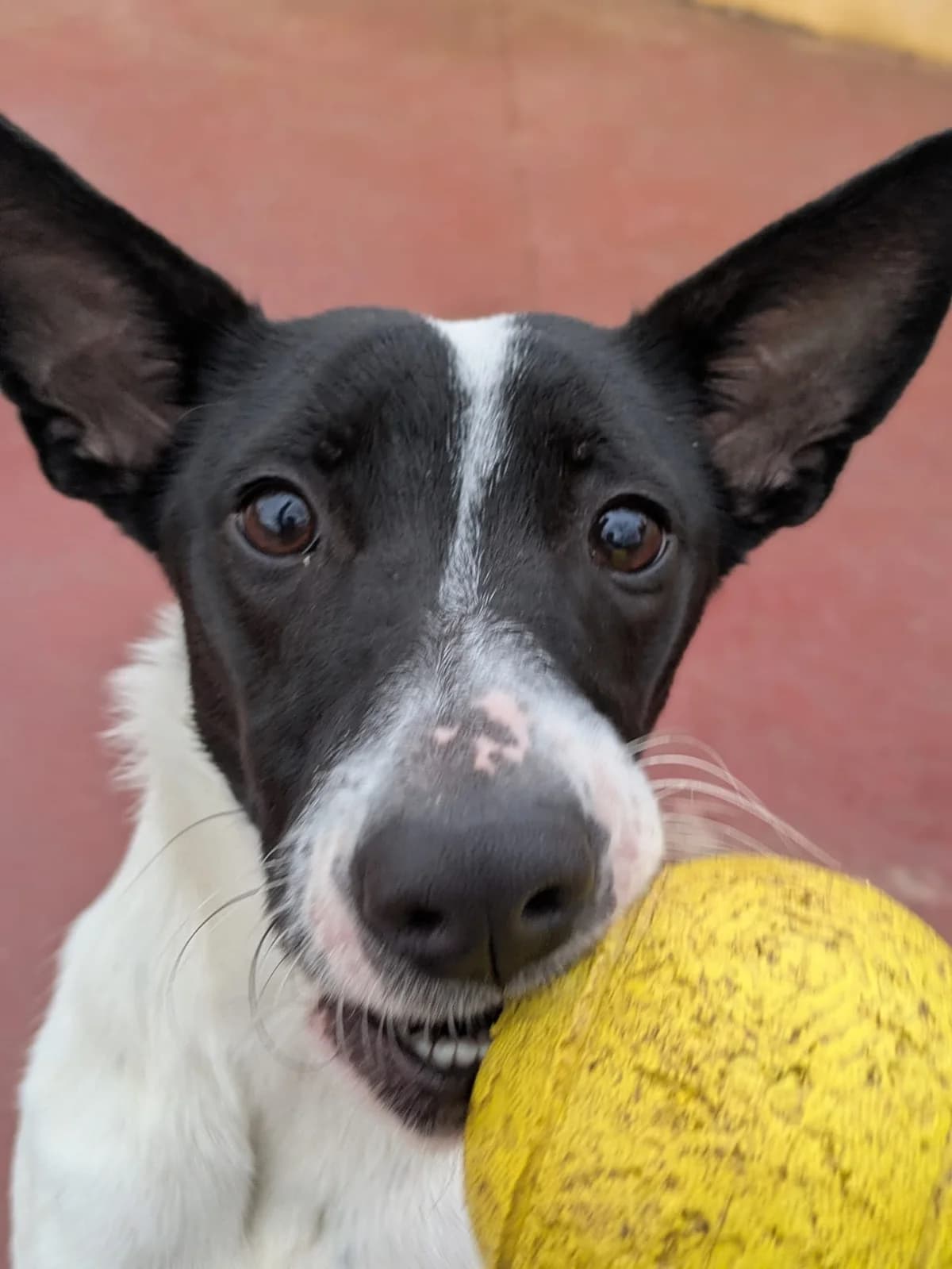 Zoe, perra, female Mixed Breed for adoption at Amara