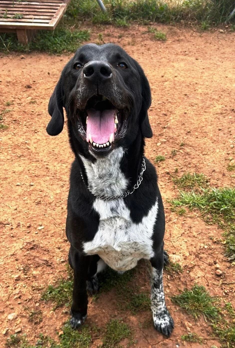 Apolo, male Mixed Breed for adoption at Protectora Amor als Animals Maria Adam