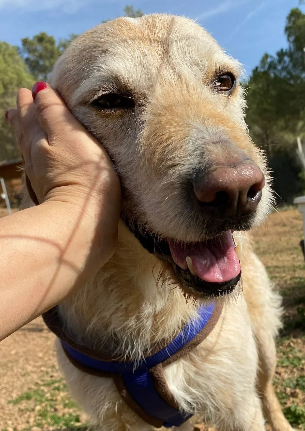 Buzz, male Mixed Breed for adoption at Protectora Amor als Animals Maria Adam