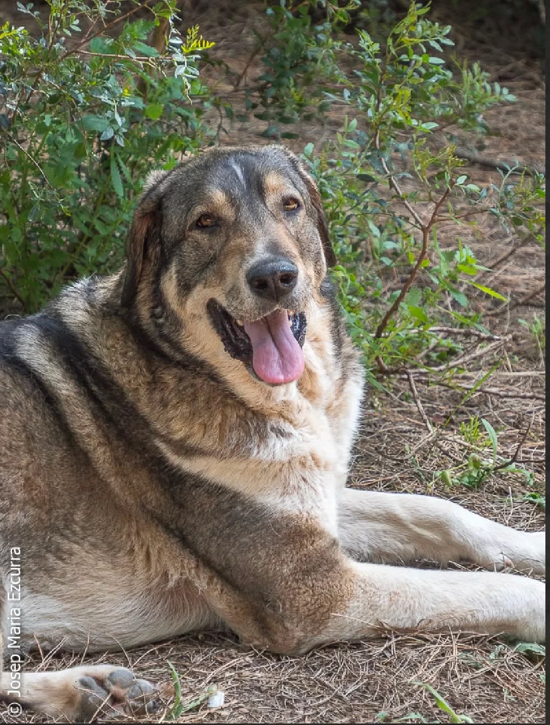 Chica, female Mixed Breed for adoption at Protectora Amor als Animals Maria Adam