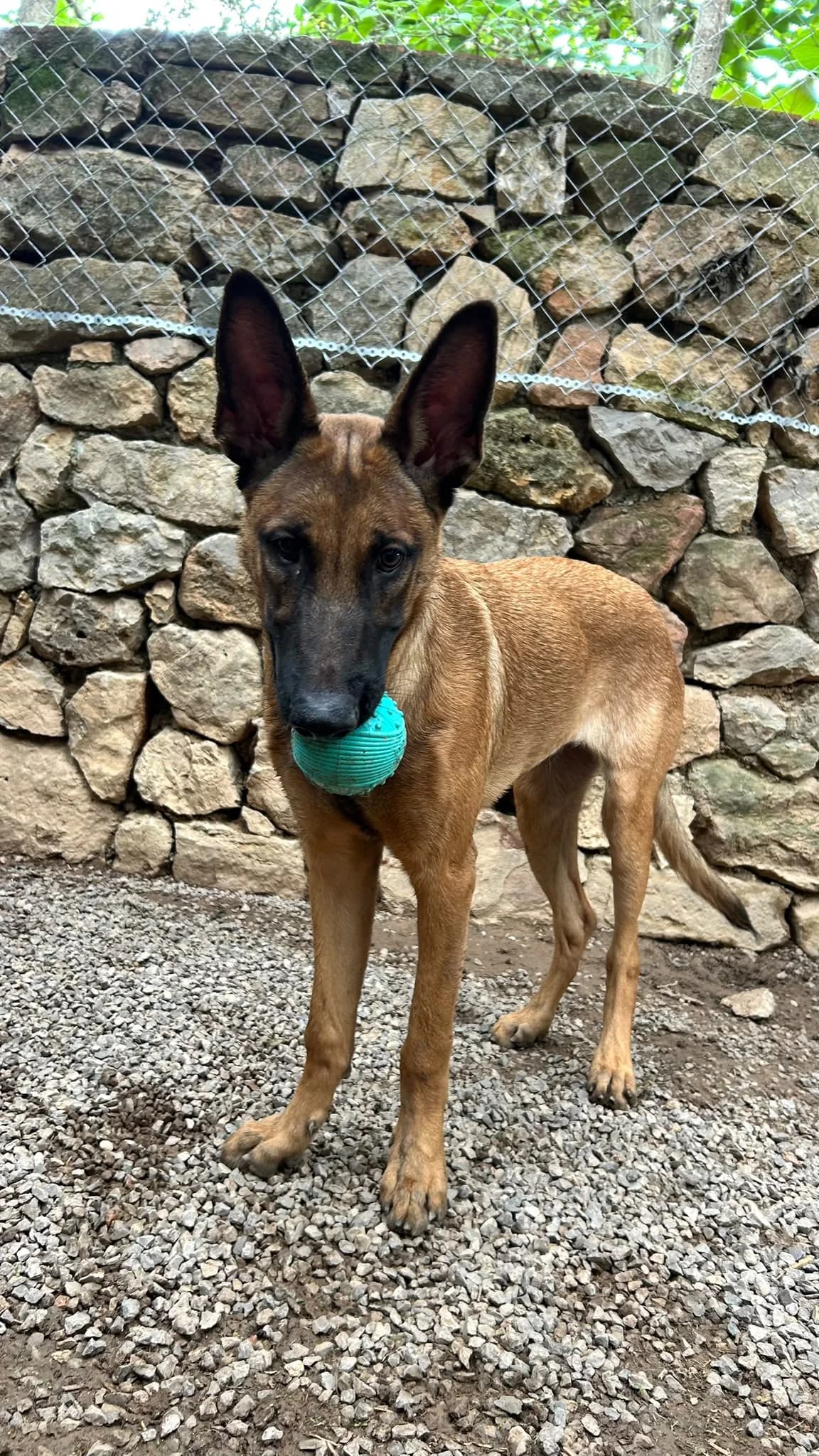 Cloe, female Mixed Breed for adoption at Protectora Amor als Animals Maria Adam