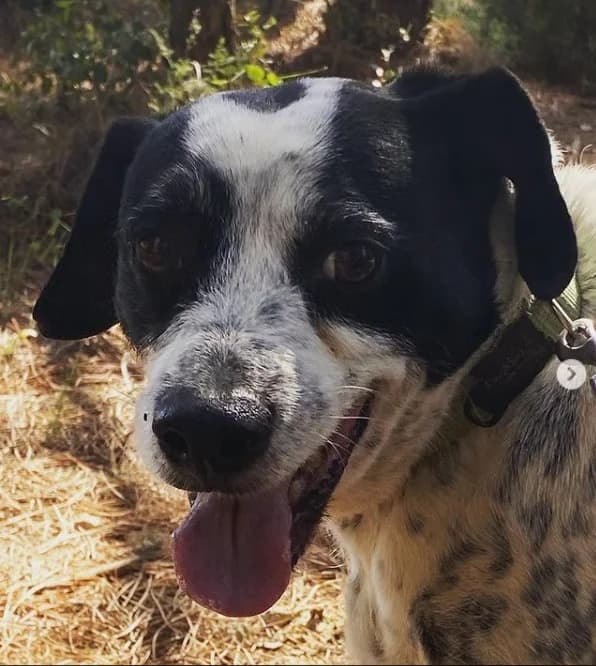 Danko, male Mixed Breed for adoption at Protectora Amor als Animals Maria Adam