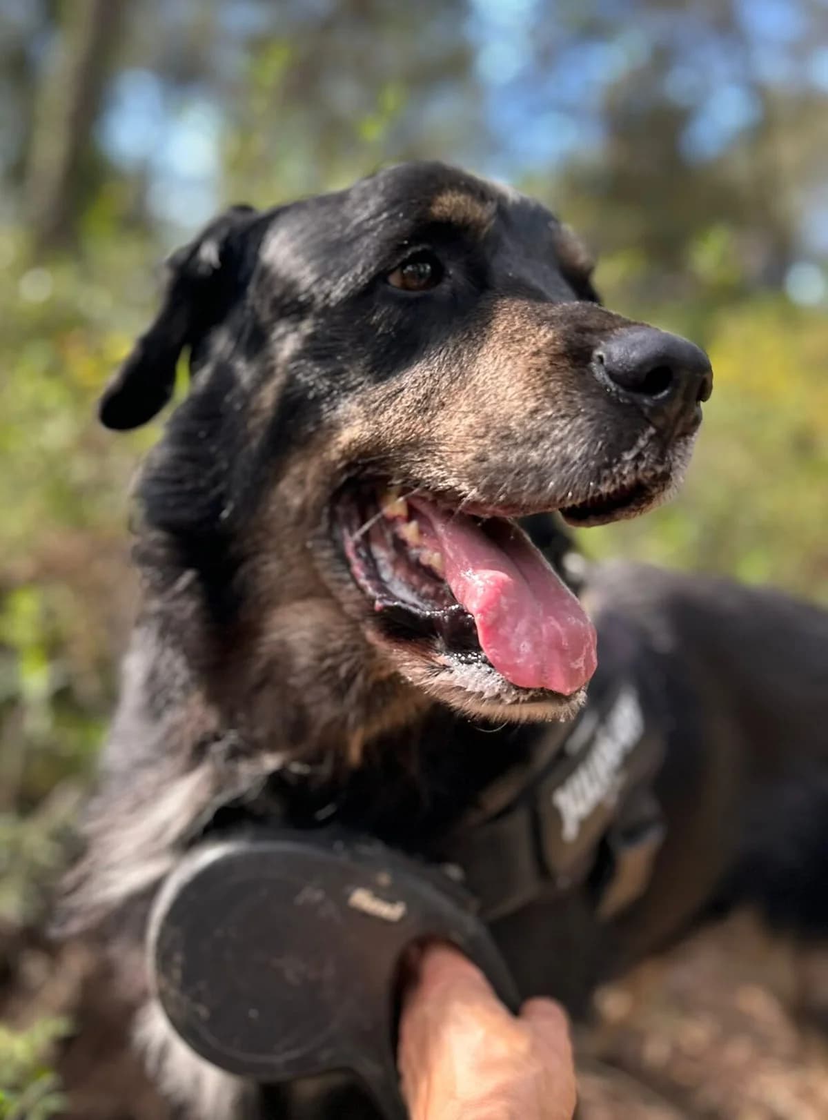 Dau, male Mixed Breed for adoption at Protectora Amor als Animals Maria Adam