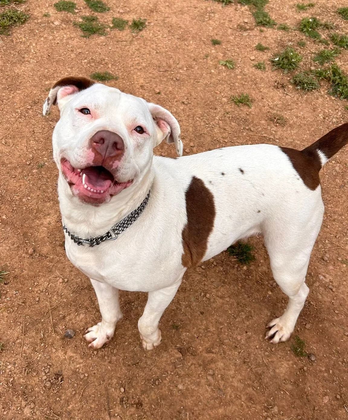 Haku, female Mixed Breed for adoption at Protectora Amor als Animals Maria Adam