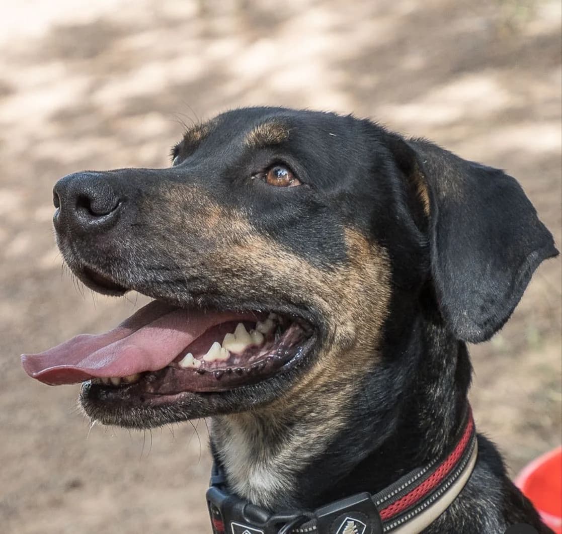 Jun, male Mixed Breed for adoption at Protectora Amor als Animals Maria Adam