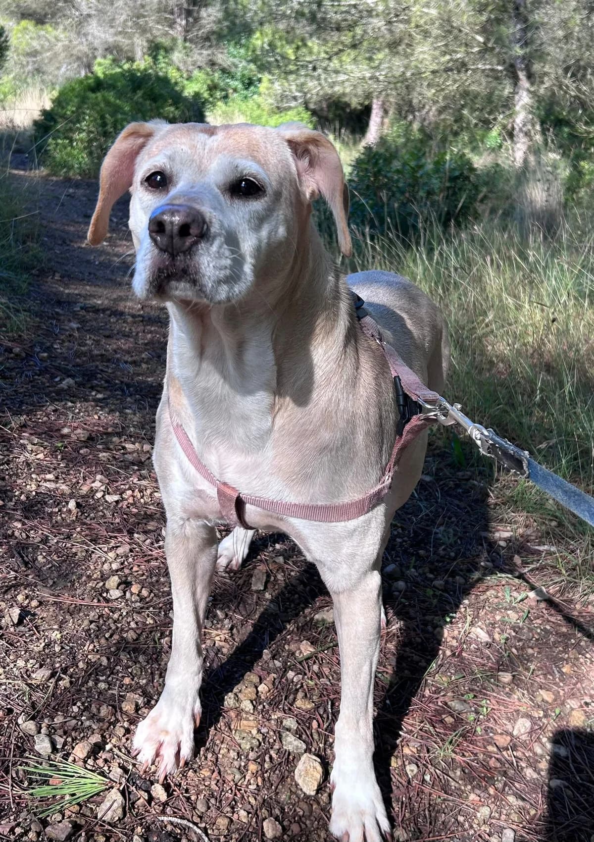 Kiara, female Mixed Breed for adoption at Protectora Amor als Animals Maria Adam