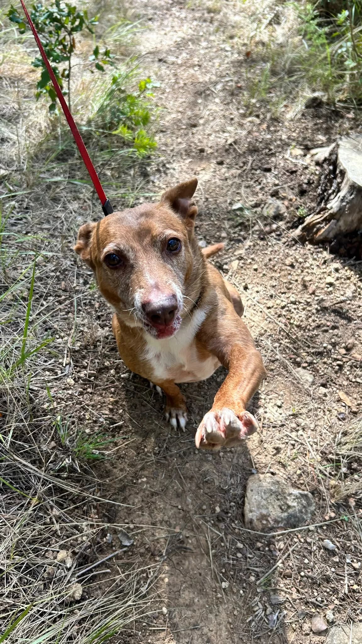 Kora, female Mixed Breed for adoption at Protectora Amor als Animals Maria Adam