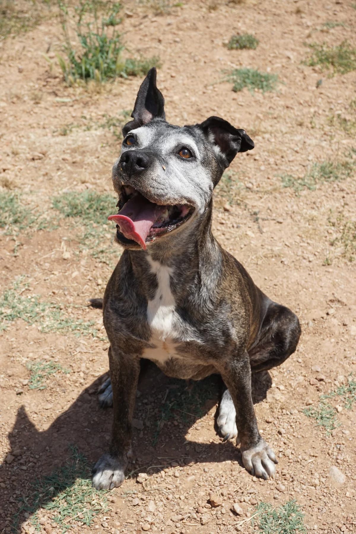 Linda, female Mixed Breed for adoption at Protectora Amor als Animals Maria Adam