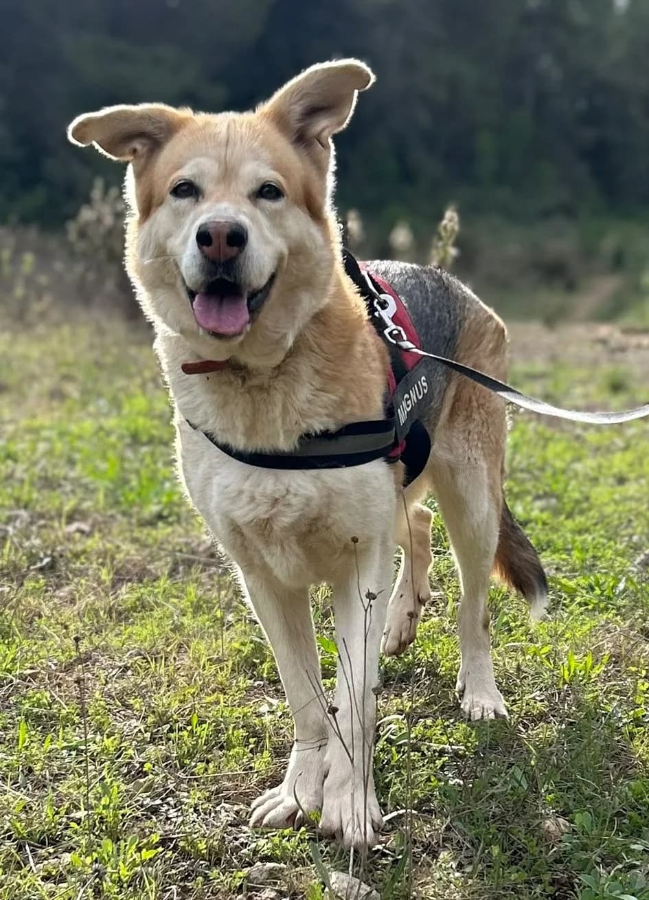 Lluna, female Mixed Breed for adoption at Protectora Amor als Animals Maria Adam