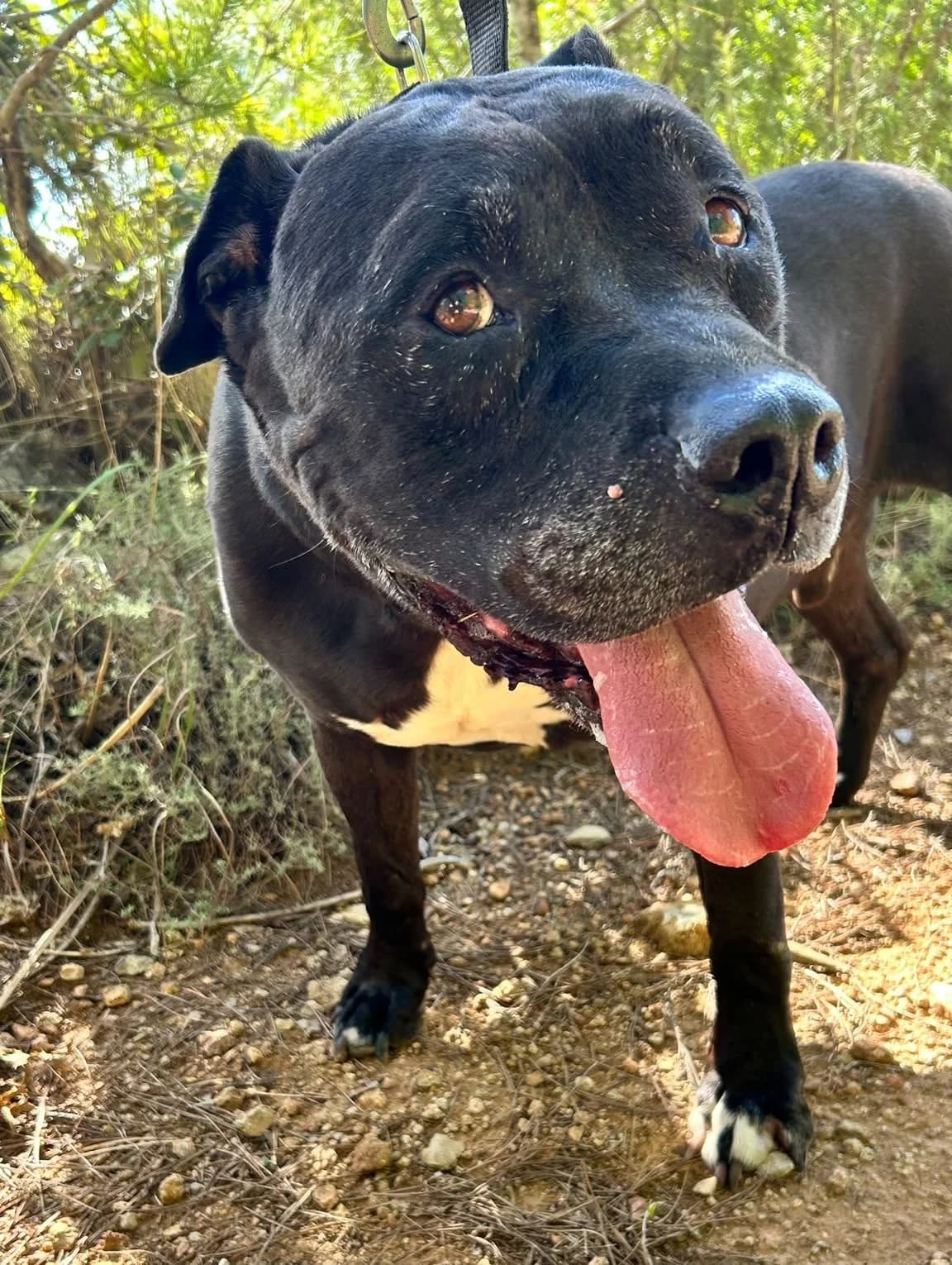 Odin, male Mixed Breed for adoption at Protectora Amor als Animals Maria Adam