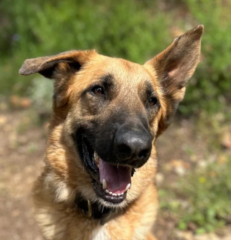 Ragnar, male Mixed Breed for adoption at Protectora Amor als Animals Maria Adam