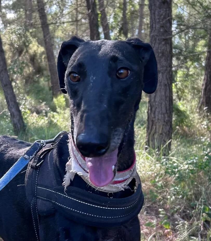 Rayo, male Mixed Breed for adoption at Protectora Amor als Animals Maria Adam