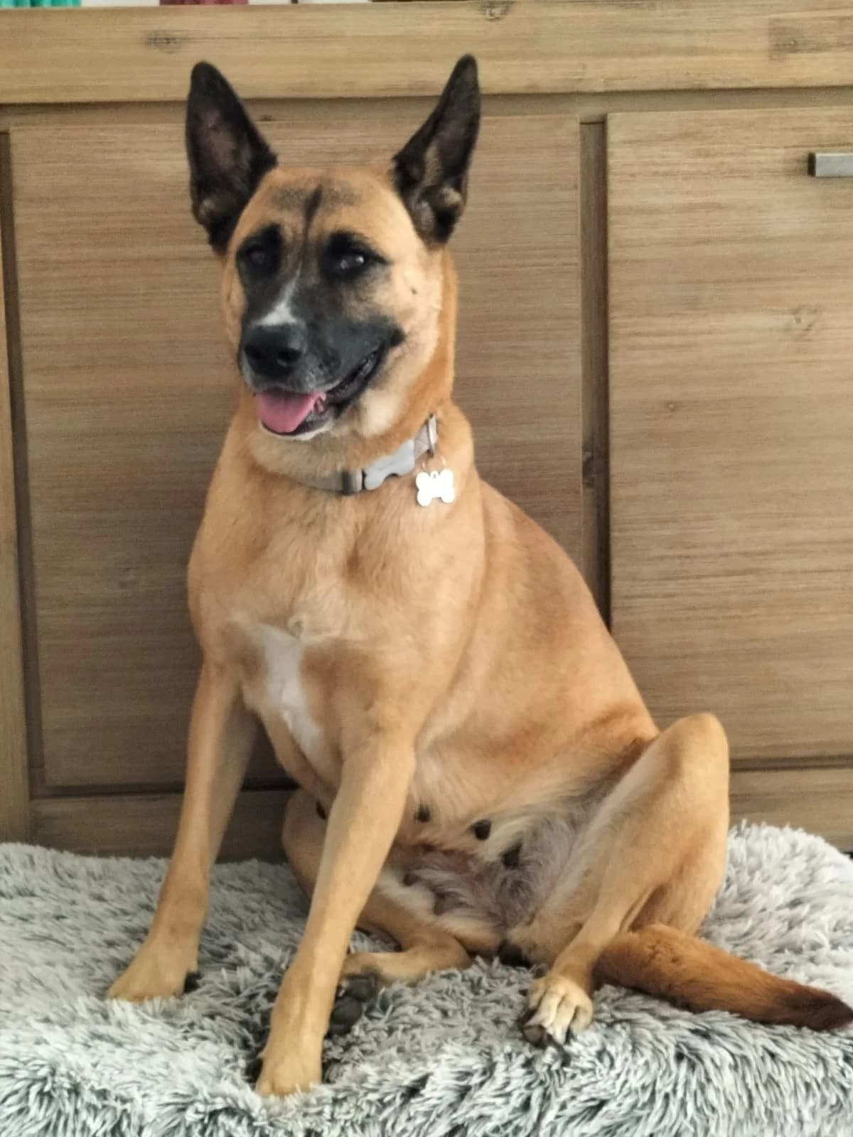Rita, female Mixed Breed for adoption at Protectora Amor als Animals Maria Adam