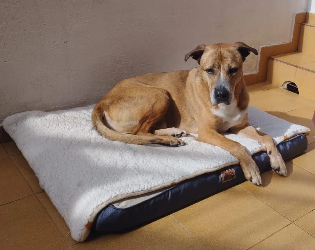 Titus, male Mixed Breed for adoption at Protectora Amor als Animals Maria Adam