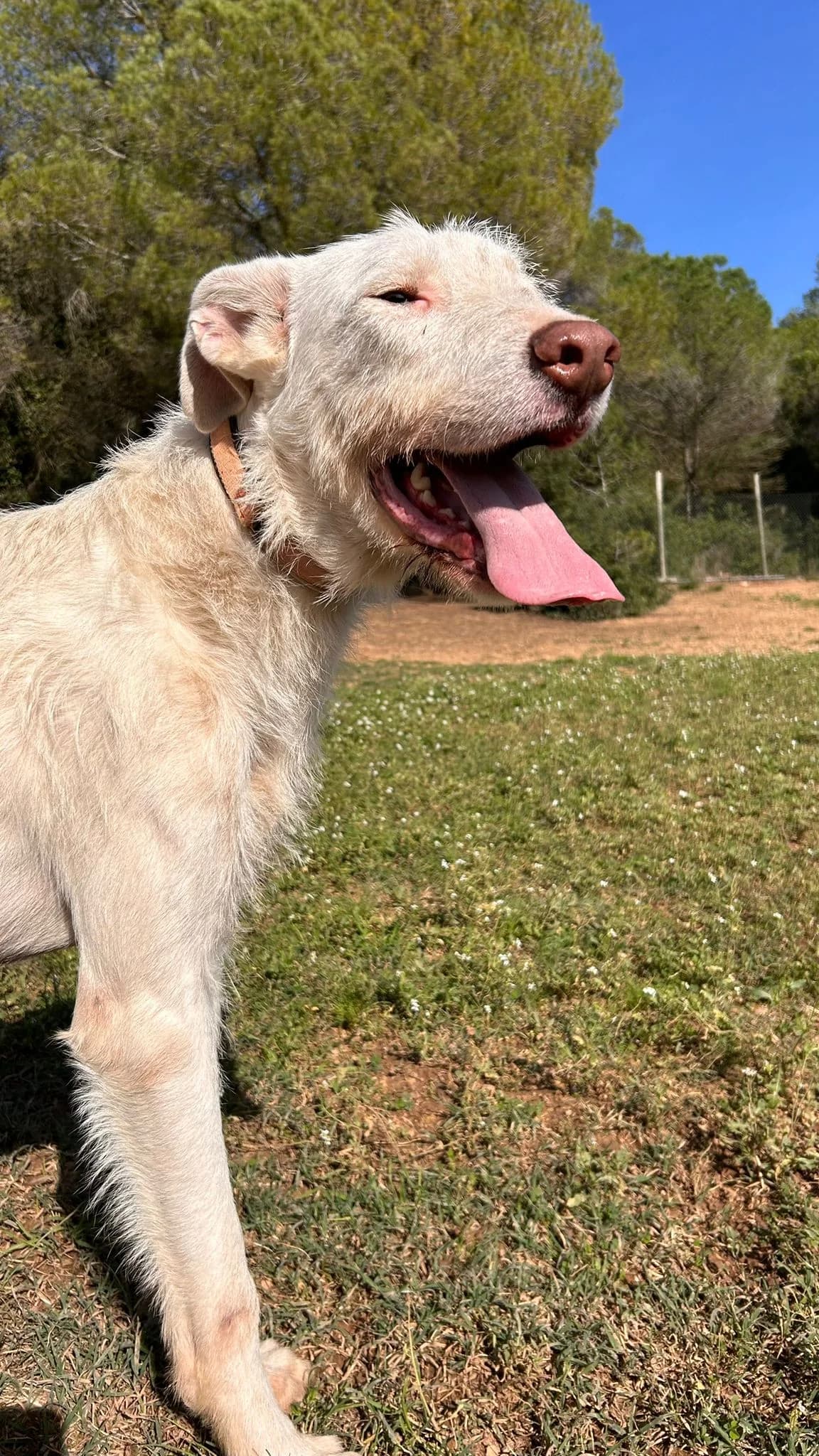 Toro, male Mixed Breed for adoption at Protectora Amor als Animals Maria Adam