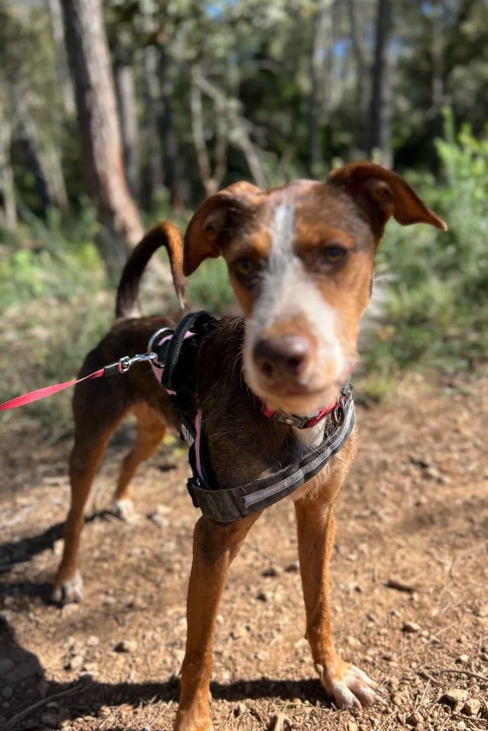 Tyler, male Mixed Breed for adoption at Protectora Amor als Animals Maria Adam