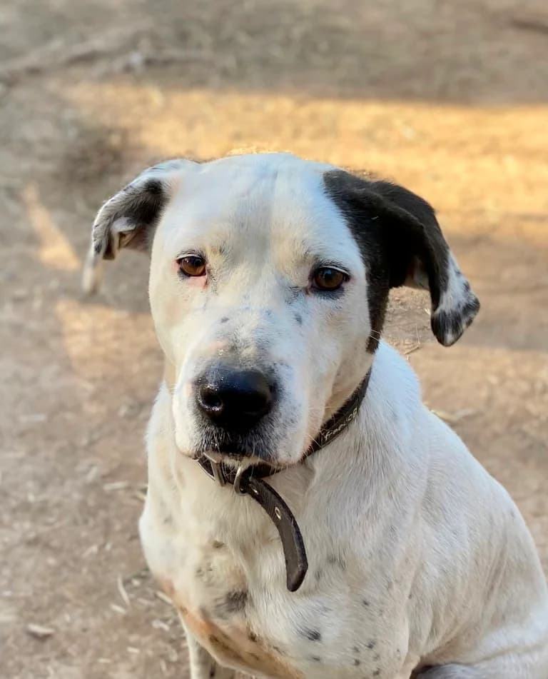 Yemo, male Mixed Breed for adoption at Protectora Amor als Animals Maria Adam