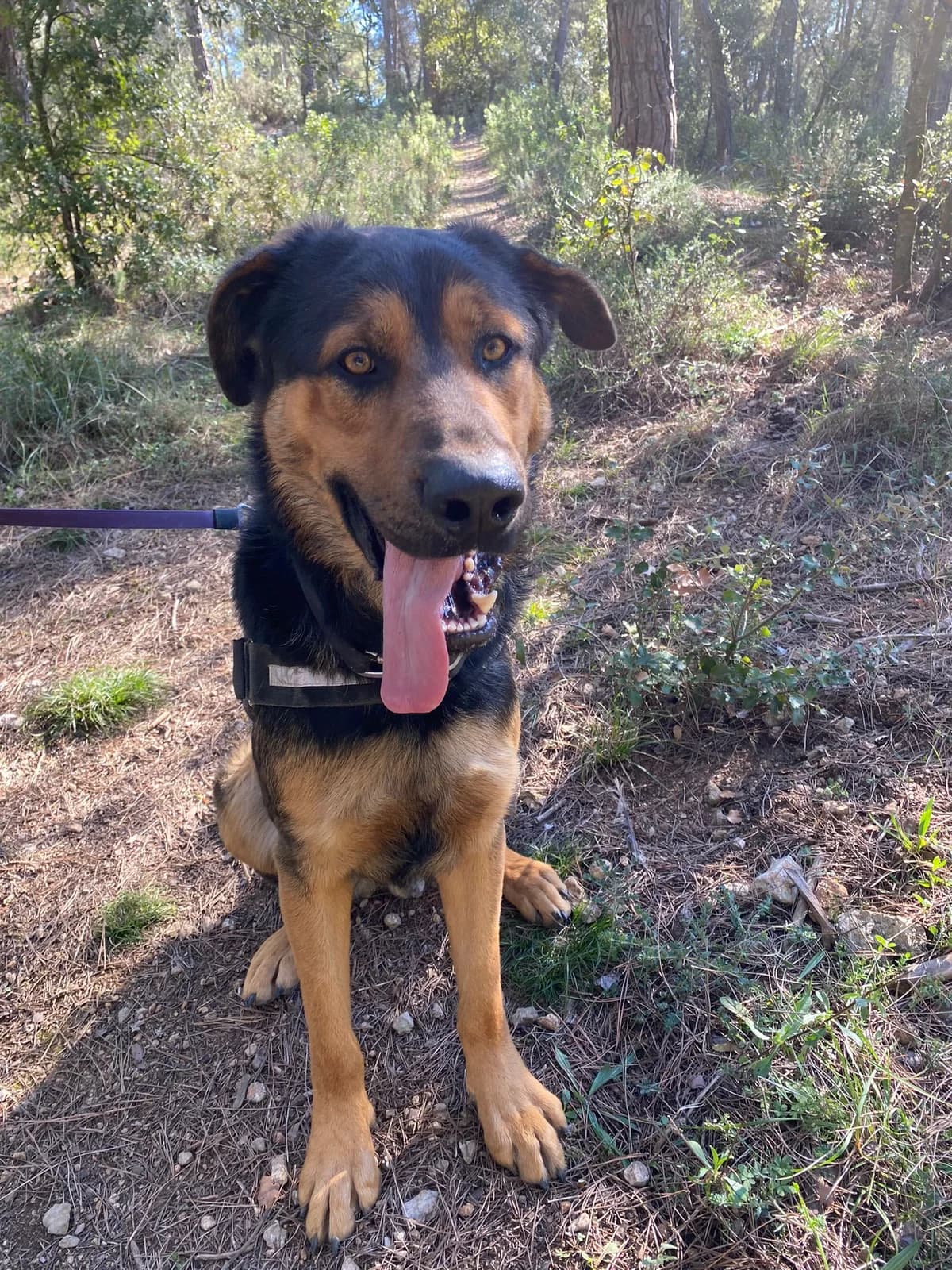 Zack, male Mixed Breed for adoption at Protectora Amor als Animals Maria Adam