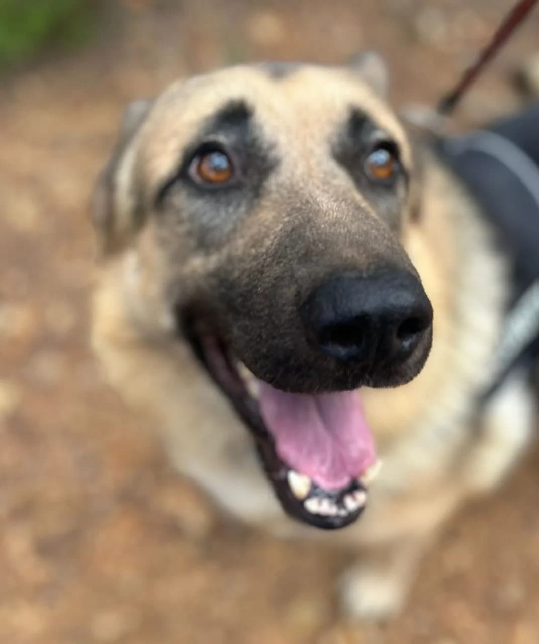 Zeus, male Mixed Breed for adoption at Protectora Amor als Animals Maria Adam