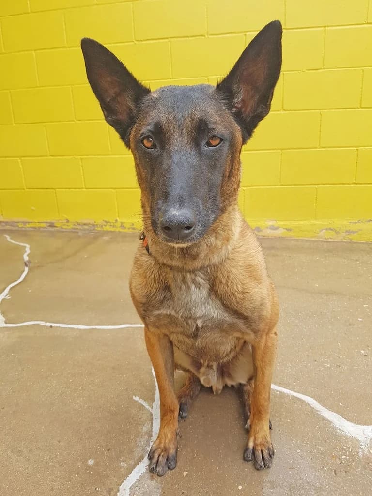 MONOPOLY, male Belgian Malinois for adoption at ANAA Madrid, Madrid