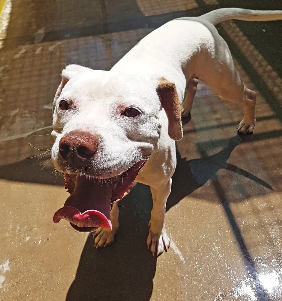 MALTEADO, male Pit Bull Terrier for adoption at ANAA Madrid, Madrid