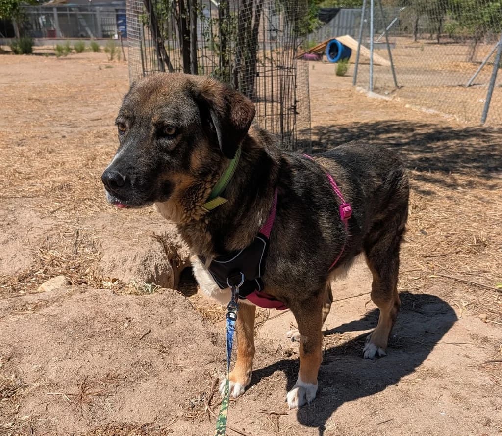WONKO, male Mixed Breed for adoption at ANAA Madrid, Madrid