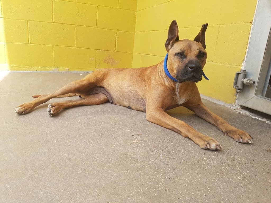 RUFLA, female senior mixed breed for adoption at ANAA Madrid, Madrid