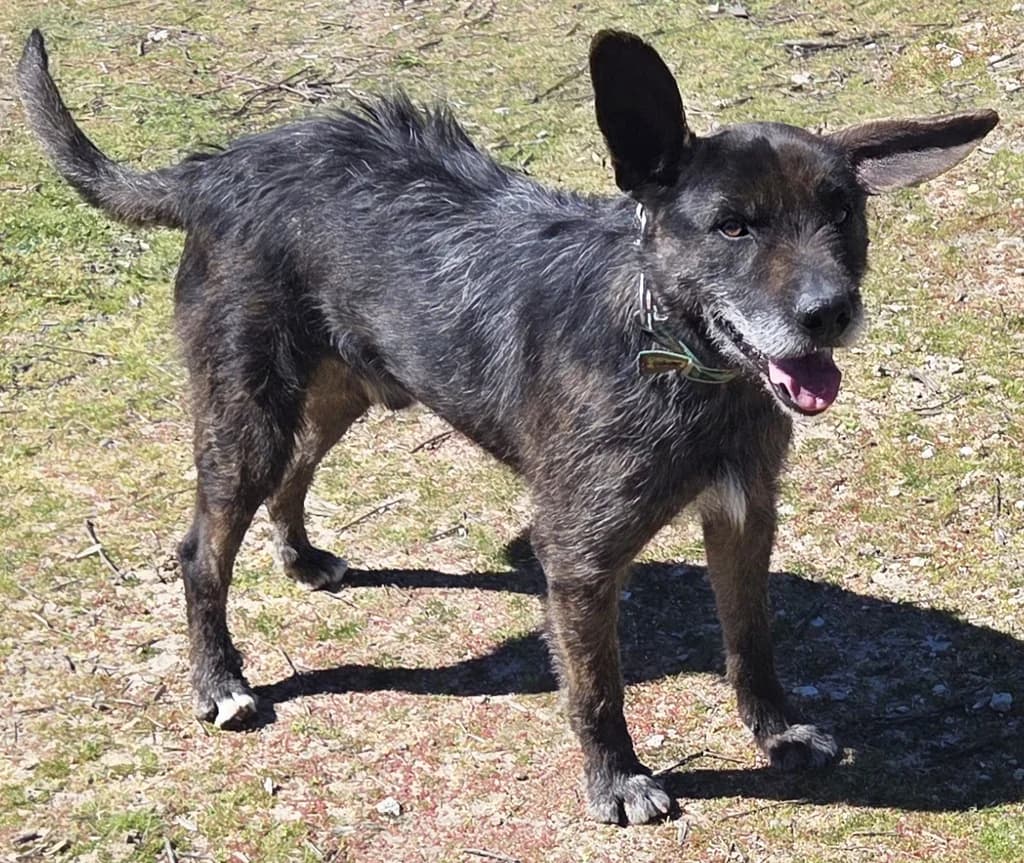 VASCO, male 3yo mixed breed for adoption at ANAA Madrid, Madrid