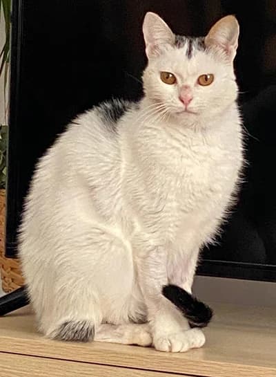 ARCHI, female 5yo Mixed Breed for adoption at ANAA Madrid, Madrid