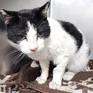 MEZCAL, male senior Mixed Breed for adoption at ANAA Madrid, Madrid