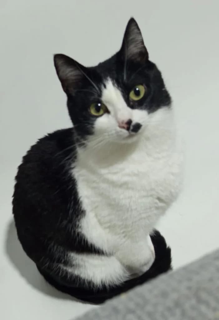 LOLA, female 4yo Mixed Breed for adoption at ANAA Madrid, Madrid