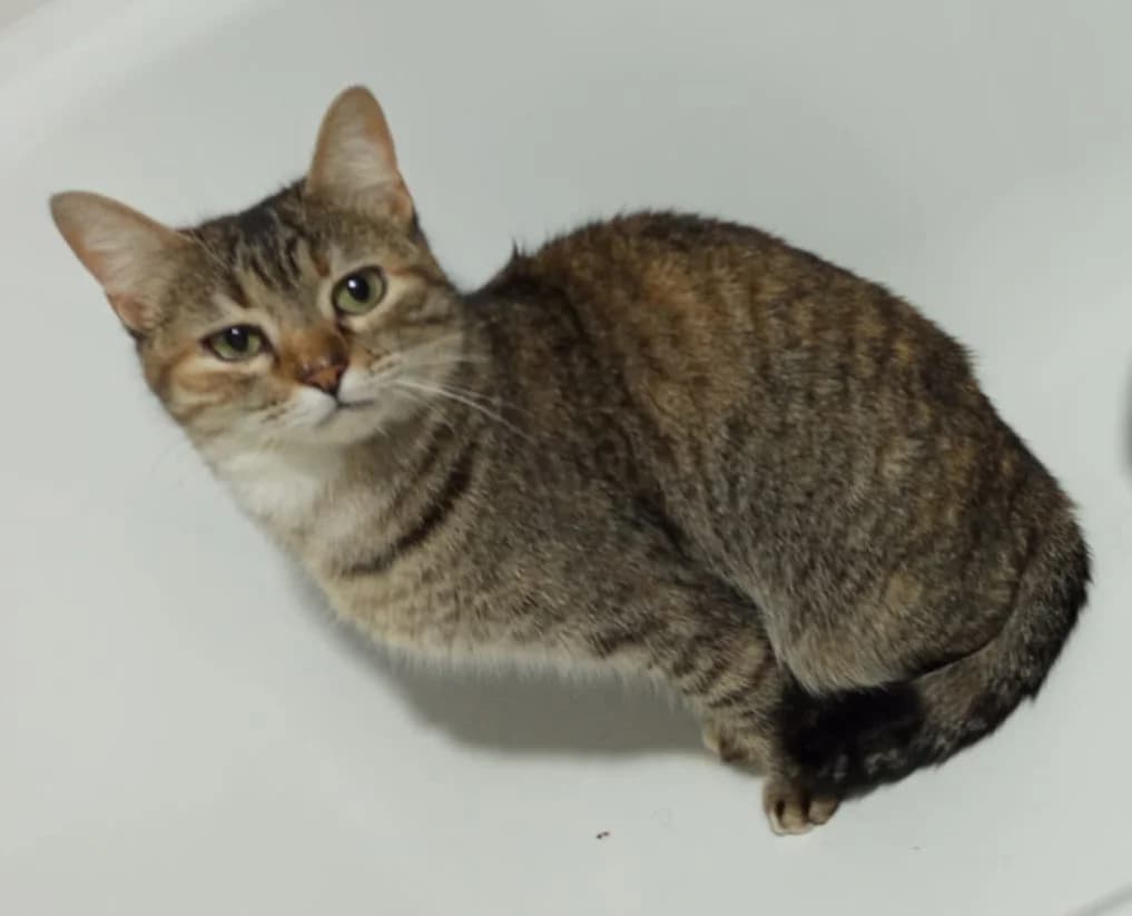 BENGALA, female 3yo Mixed Breed for adoption at ANAA Madrid, Madrid