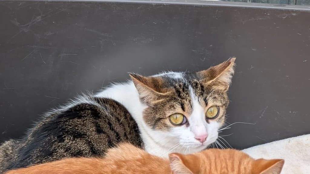 CYNTHIA CICA, female young Mixed Breed for adoption at ANAA Madrid, Madrid