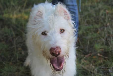 SIMPA FAPAM, male 7yo mixed breed for adoption at ANAA Madrid, Madrid