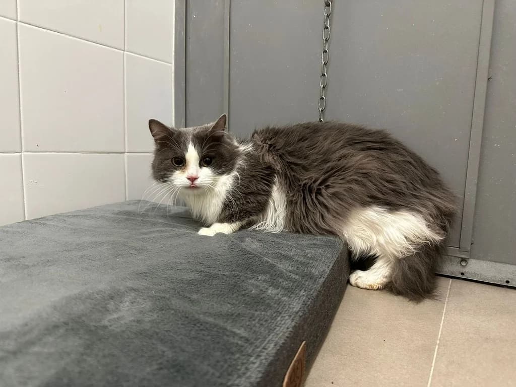 GUAM ERAS, male 6yo Mixed Breed for adoption at ANAA Madrid, Madrid