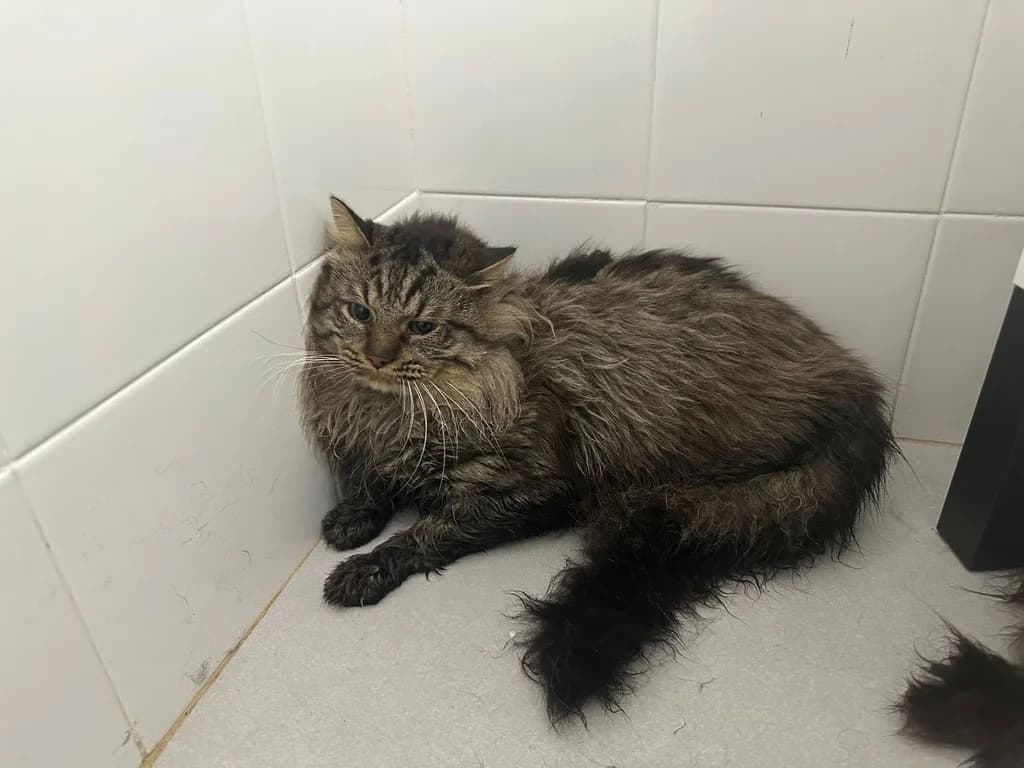 PALAWAN ERAS, male 7yo Mixed Breed for adoption at ANAA Madrid, Madrid