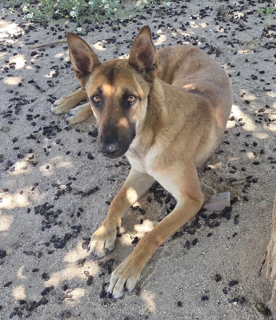 NIJAR, female Belgian Malinois for adoption at ANAA Madrid, Madrid