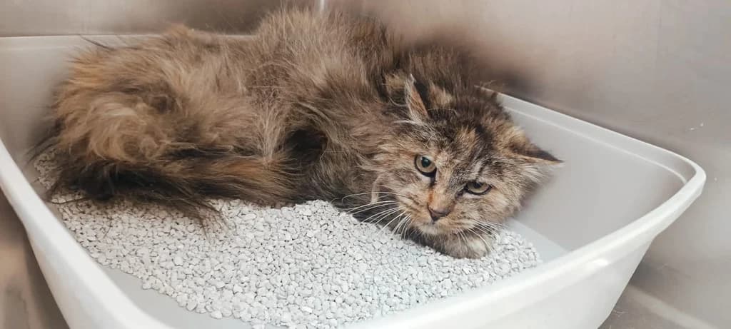 NOMINA, female senior Mixed Breed for adoption at ANAA Madrid, Madrid