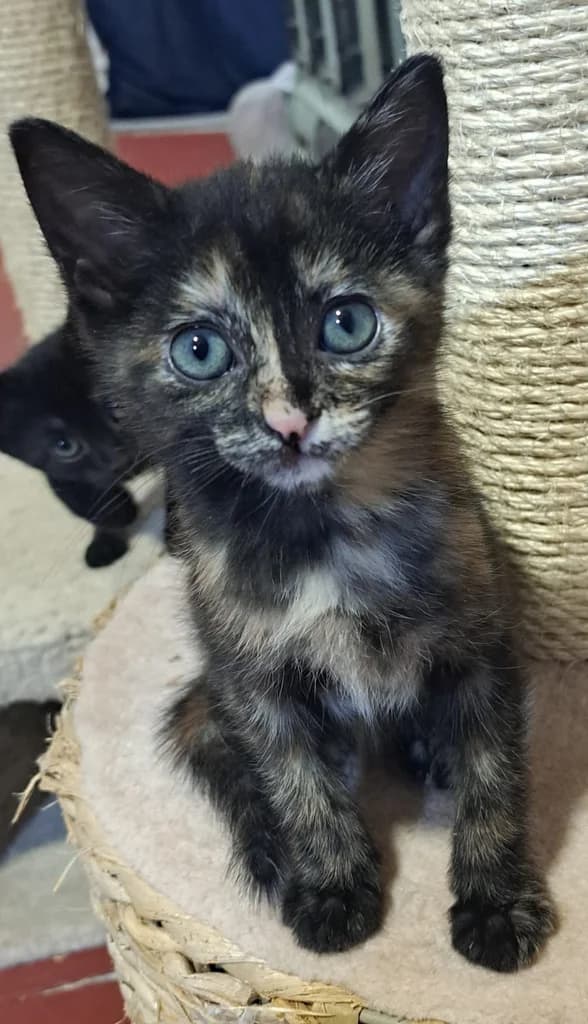 GAIA, female puppy Mixed Breed for adoption at ANAA Madrid, Madrid