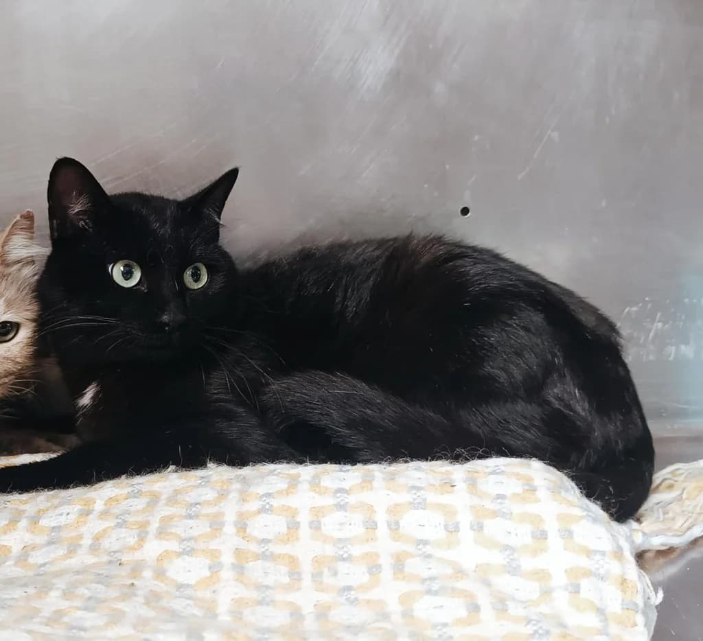 RAFA, male young Mixed Breed for adoption at ANAA Madrid, Madrid