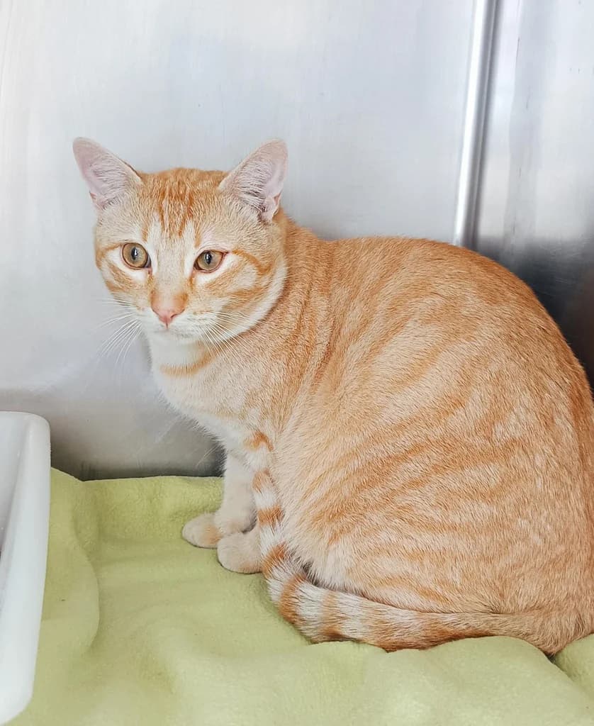 LISO, male 3yo Mixed Breed for adoption at ANAA Madrid, Madrid