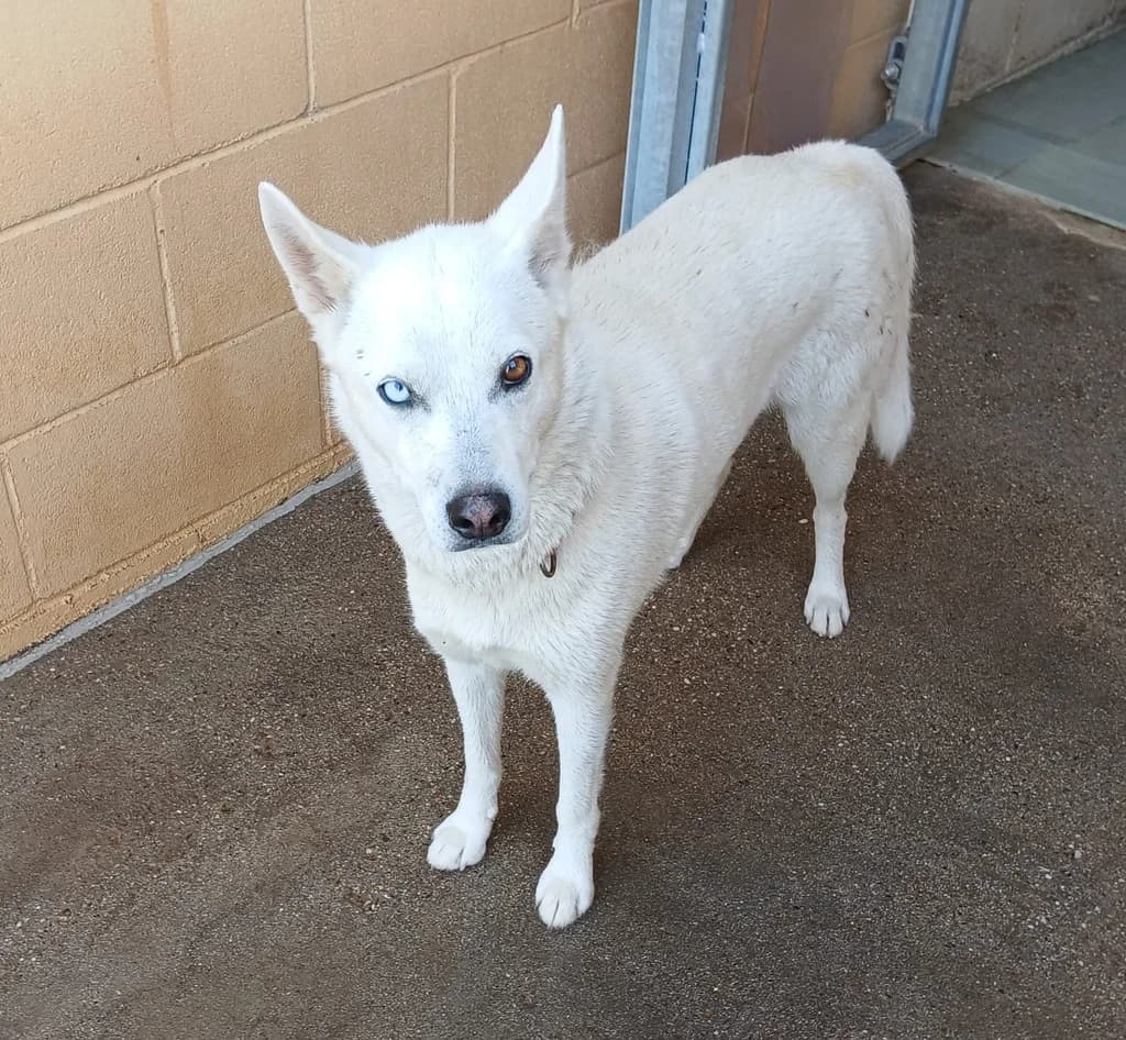 BELLA, female 3yo Husky for adoption at ANAA Madrid, Madrid