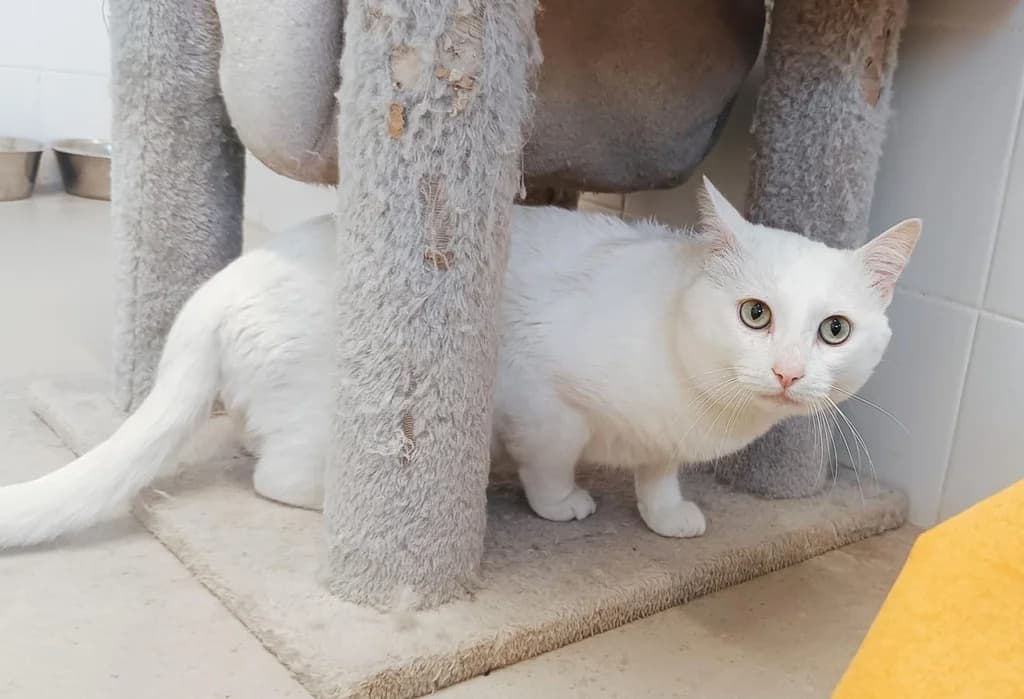 CAUCHO, male young Mixed Breed for adoption at ANAA Madrid, Madrid