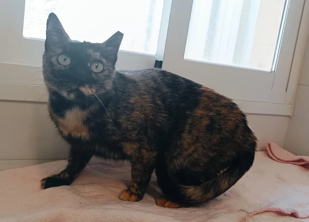 MARTURINA, female 3yo Mixed Breed for adoption at ANAA Madrid, Madrid